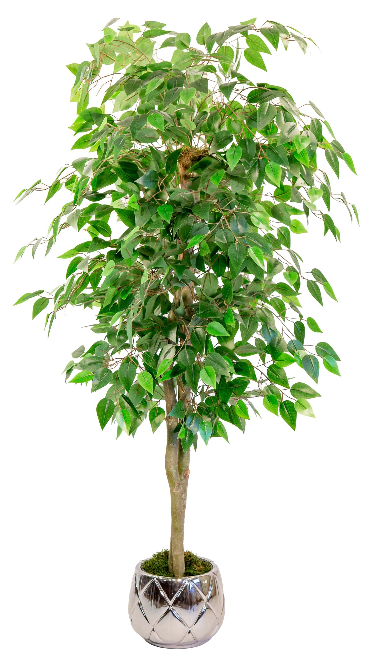 Ficus Artificiel