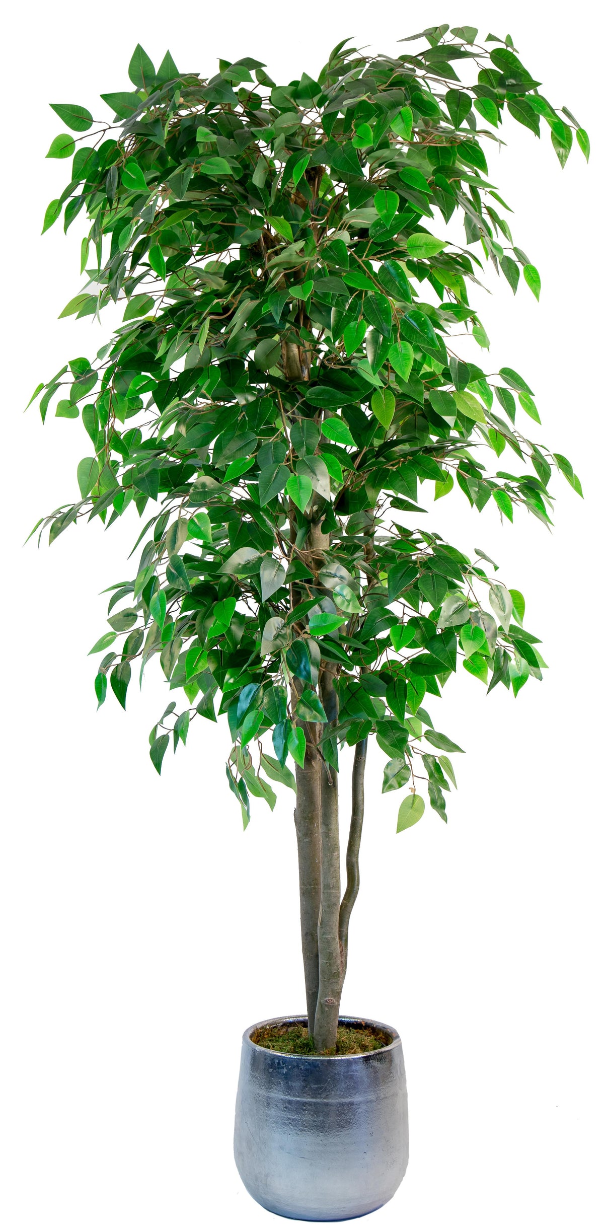 Ficus Artificiel
